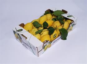 LIMONI FOGLIA PRIMOFIORE IT * . UNO STRATO .