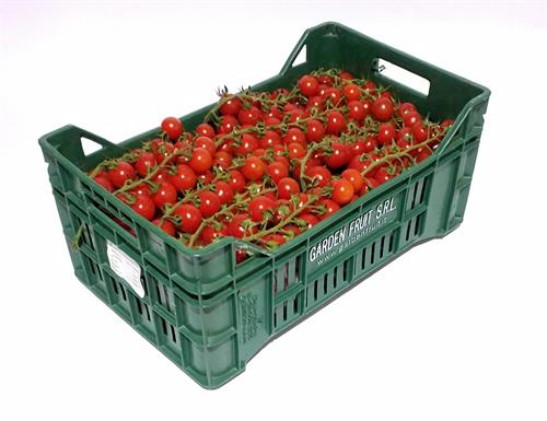 POMODORINO CILIEGINO LAZIO-IT * . . .