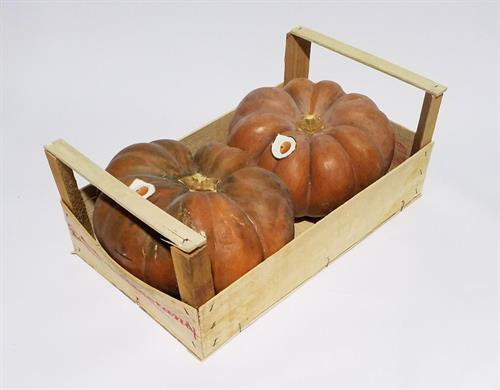 ZUCCHE GIALLE TONDE EG . . . .