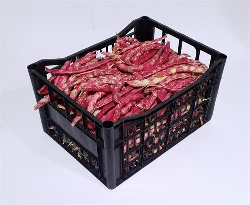 FAGIOLI FRESCHI BORLOTTI IT * . . .